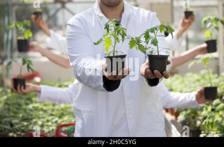 Agronomo con molte mani facendo esperimenti con giovani pianta in vasi di fiori in serra Foto Stock