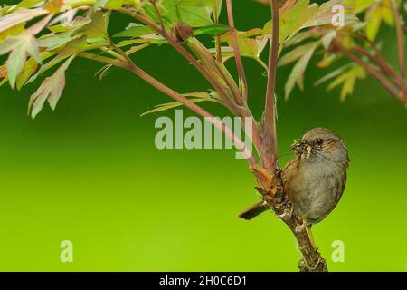 Dunnock (Prunella modularis) di ritorno al nido con preda per l'alimentazione, Francia