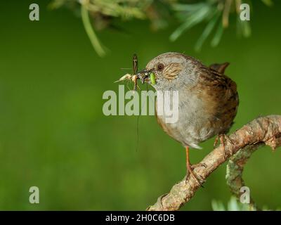 Dunnock (Prunella modularis) di ritorno al nido con preda per l'alimentazione, Francia