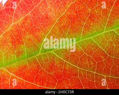 super macro delle vene di una bella foglia autunnale Virginia superriduttore (Parthenocissus), con i colori giallo, rosso, verde, arancione Foto Stock