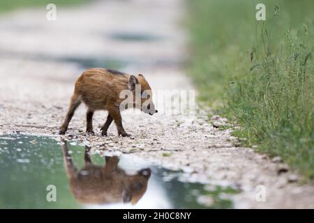 Giovane animale del cinghiale cinghiale maialino che cammina nella foresta da solo. Fauna selvatica in habitat naturale Foto Stock