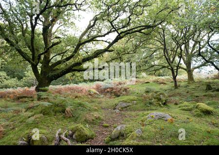 I pony di Dartmoor che girovagano selvaggiamente nella campagna del Devon circondati dalla campagna bella con le gocce che prendono il fiato indietro Foto Stock