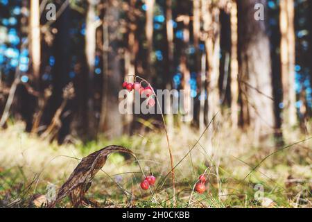 Bacche rosse di giglio della valle nella foresta, natura autunno Foto Stock