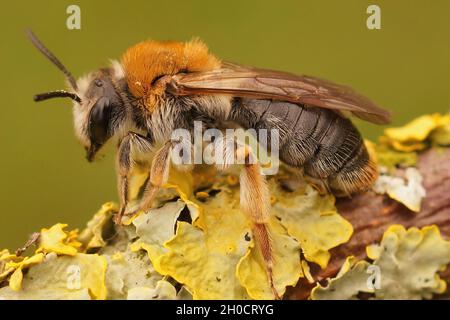 Primo piano dell'ape mineraria dalla coda arancione, Andrena Emorroa Foto Stock