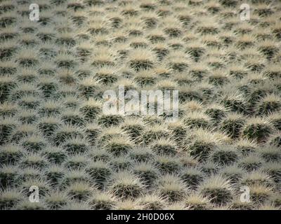 foto panoramica della crescita di cactus in una serra Foto Stock