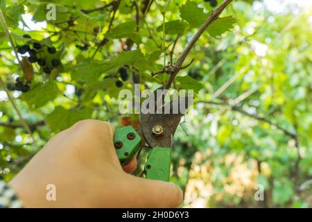 Potatura di una vite cultivar con giardino secateurs nel vigneto autunno. Messa a fuoco selettiva Foto Stock