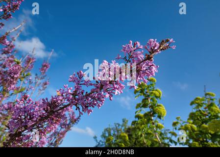 VOLOS, GRECIA - Apr 15, 2021: Syringa vulgari, Lilacs, sono arbusti da giardino classico e piccoli alberi recanti panicles di fragranti, fiori tubolari in ritardo Foto Stock