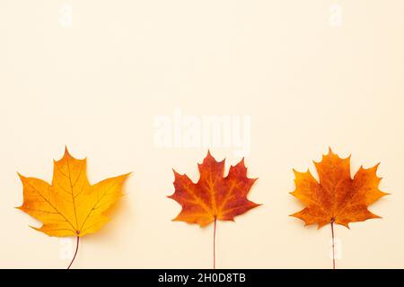 Piatto con foglie di acero autunnale, vista dall'alto, spazio per il testo. Foto Stock