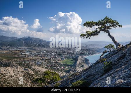 Pini di montagna sul pendio del monte Sokol Falcon nella Repubblica di Crimea. Ritorno al mare. Foto Stock