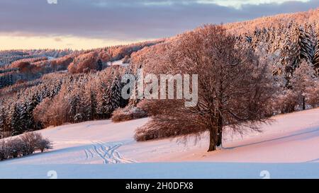 Solitary Tree in a Snowy Winter Landscape at Sunset, Riedenberg, Schwarze Berge, Rhön, Germania Foto Stock