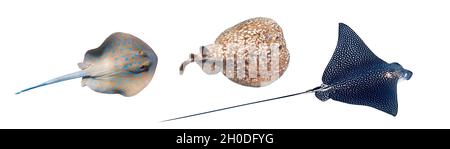 Diversi tipi di razze isolate su un backgr bianco Bluespoted Ribbontail Ray, Panther Electric Ray, Spoted Eagle Ray. Set di dangerou subacqueo Foto Stock