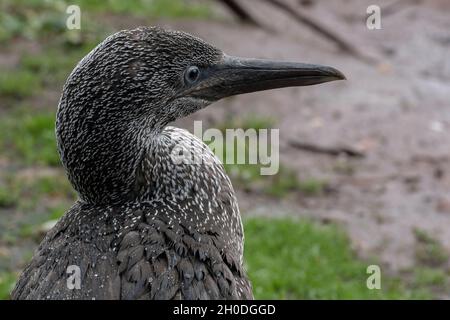 Canada, Quebec, isola di Bonaventura, Gaspesie NP, Sula juv. Foto Stock