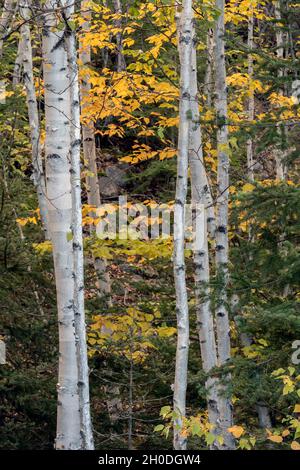 Canada, Quebec, Fjords Saguenay NP Foto Stock