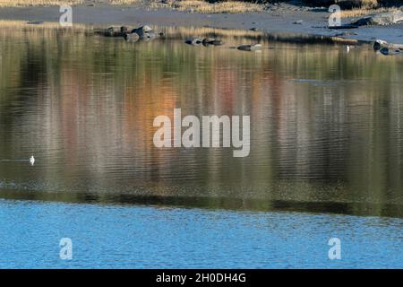 Canada, Quebec, Fjords Saguenay NP, lac Guillaume Balene Foto Stock