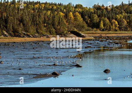 Canada, Quebec, Fjords Saguenay NP, lac Guillaume Balene Foto Stock