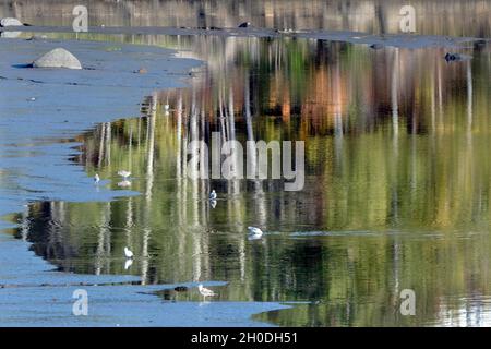 Canada, Quebec, Fjords Saguenay NP, lac Guillaume Balene Foto Stock