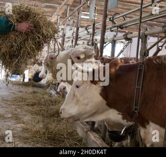 Coltivatore che dà alimentazione asciutta a mucche in stabile Foto Stock
