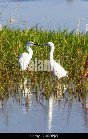 Due piccoli Eretti (Eretta garzetta al Merced National Wildlife Refuge nella Central Valley della California Foto Stock