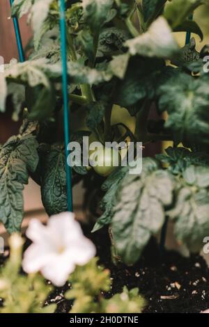 guarda il mio piccolo giardino contenitore crescere Foto Stock