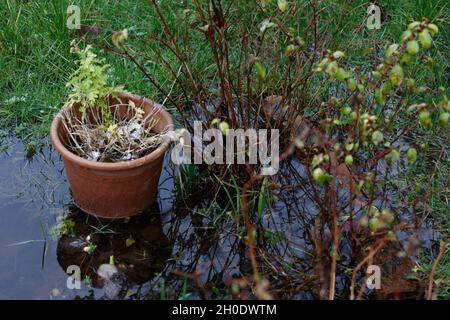 Inondazione in un giardino britannico Foto Stock