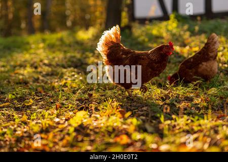 Happy happy hour gallina libera che cammina attraverso un prato illuminato dal sole al mattino alla ricerca di qualcosa da mangiare. Luce solare calda e dorata. Vista ad angolo basso, vista laterale. Foto Stock