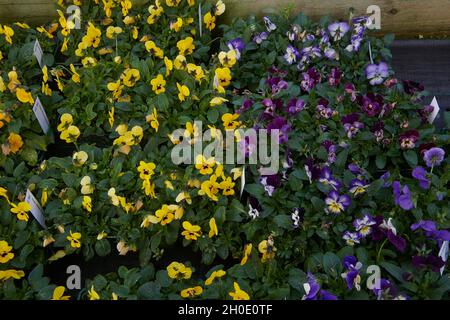 Pansy fiori in autunno Foto Stock