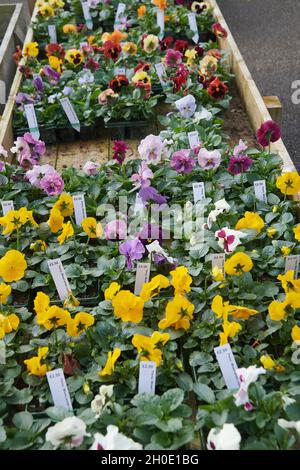 Pansy fiori in autunno Foto Stock