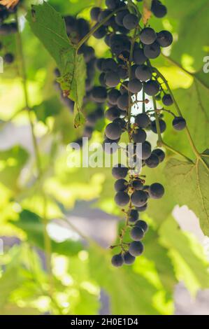 Grappoli di uva blu appendono sulle viti nel fogliame verde Foto Stock