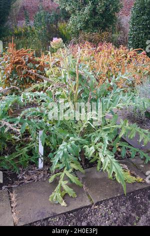 Il carciofo globo, ( Cynara cardunculus var. Scolymus) conosciuto anche con i nomi di carciofo francese e carciofo verde i. Foto Stock