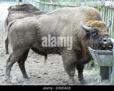 Primo piano di un bisonte Foto Stock