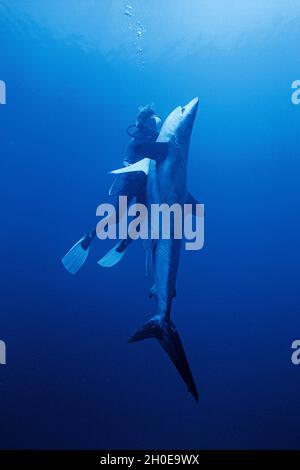 Long line fishing, un subacqueo guardare un morto squali Silky (Carcharhinus falciformis) appeso sul gancio di pesca, Ari Atoll, Maldive, Oceano Indiano, Asia Foto Stock