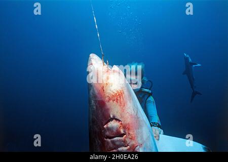 Long line fishing, un subacqueo guardare un morto squali Silky (Carcharhinus falciformis) appeso sul gancio di pesca, Ari Atoll, Maldive, Oceano Indiano, Asia Foto Stock