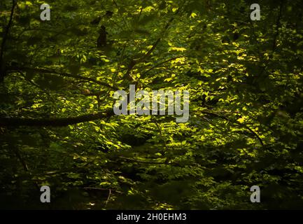 Albero con rami di foglie verdi al sole Foto Stock