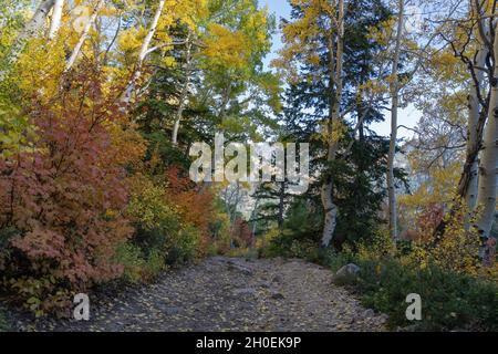 American Fork Canyon, Utah - Ottobre 2021 Foto Stock