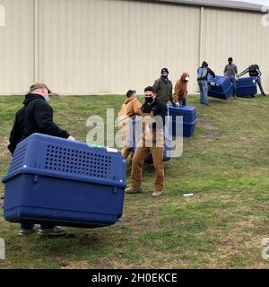 I militari che lavorano i movimentatori di cani, gli studenti e i volontari spostano le forniture e i canini all'interno in previsione del clima invernale severo al 341st Training Squadron, Joint base San Antonio-Lackland, Texas, 13 febbraio 2021. Circa 300 volontari hanno aiutato a spostare oltre 800 cani da lavoro militari verso la sicurezza. Foto Stock