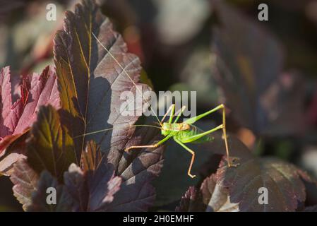 Bush-cricket (Leptophyes punctatissima), maschio Foto Stock
