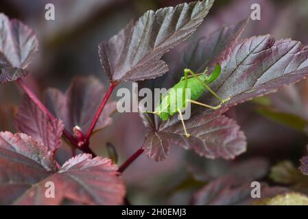 Chiazzato bush-cricket (Leptophyes punctatissima) Foto Stock