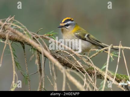 Maschio Firecrest comune (Regulus ignicapilla) in posa su posatoio secco in primavera Foto Stock