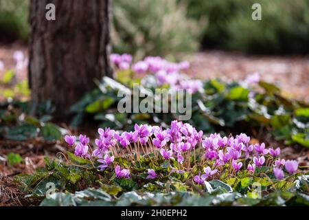 Grumi di fiori di ciclamino rosa che crescono sotto un albero, fotografati nel giardino RHS a Wisley, vicino a Woking, Surrey UK. Foto Stock