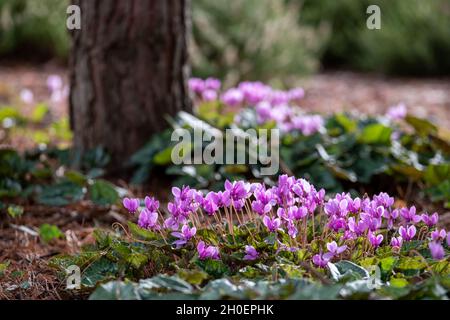 Grumi di fiori di ciclamino rosa che crescono sotto un albero, fotografati nel giardino RHS a Wisley, vicino a Woking, Surrey UK. Foto Stock