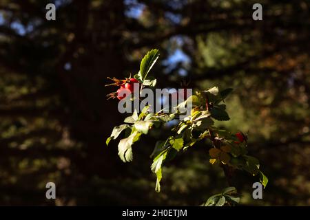 American Fork Canyon, Utah - Ottobre 2021 Foto Stock