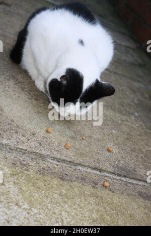 Cat mangiare dolcetti. Foto Stock