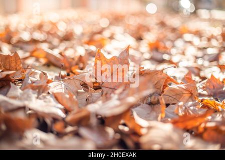 Foglie dagli alberi caduti sulla strada Foto Stock