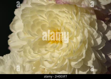 Un germoglio bianco di crisantemo con punte viola da vicino giacente nel sole d'estate. Il giallo è al centro. Macro. Foto Stock