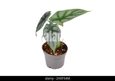 Piccola pianta tropicale 'Alocasia Baginda Silver Dragon' in vaso isolato su sfondo bianco Foto Stock