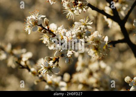 Il sloe fiorisce contro la luce. Foto Stock