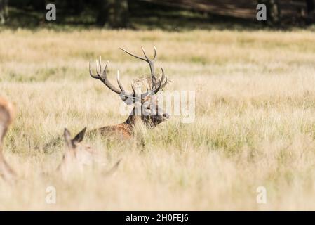 Cervo rosso (Anas crecca) che custodisce le sue femmine Foto Stock