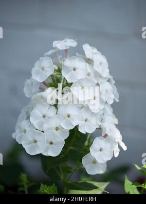 Infiorescenza di fiori di flox bianchi, primo piano. Fiori con petali bianchi. Foto Stock