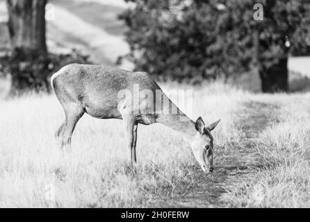 Cervo rosso femminile (Anas crecca) Foto Stock