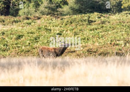 Cervi rossi in piedi (Anas crecca) stag Foto Stock